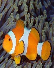pic for Anemone fish